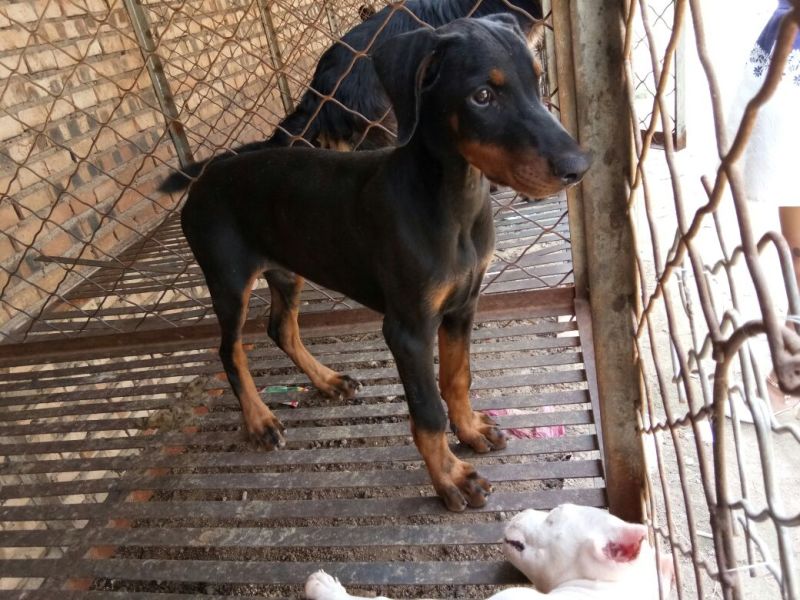 宠物狗格力犬，格惠，比特，马犬，杜宾，卡斯罗