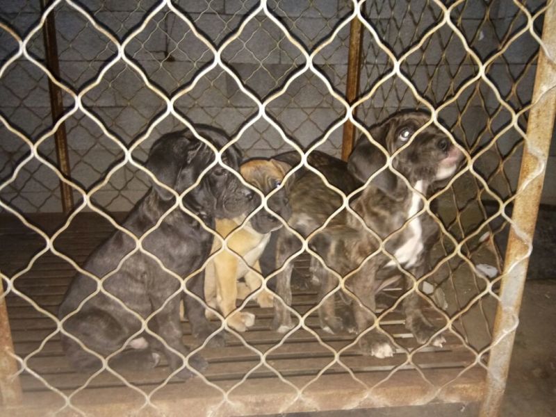宠物狗格力犬，格惠，比特，马犬，杜宾，卡斯罗