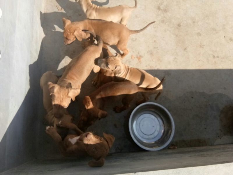 宠物狗格力犬，格惠，比特，马犬，杜宾，卡斯罗