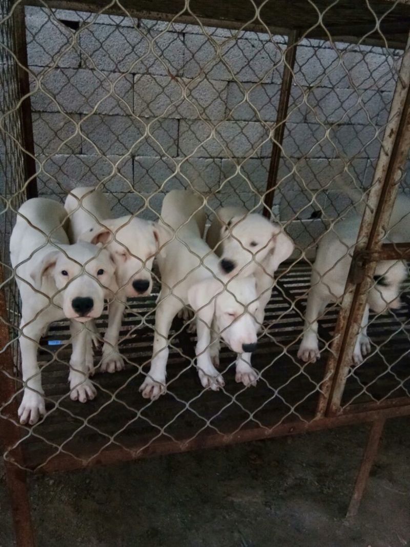 宠物狗格力犬，格惠，比特，马犬，杜宾，卡斯罗