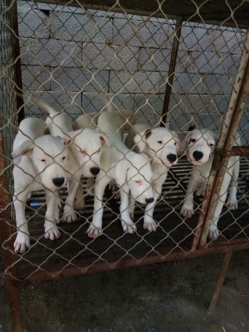 宠物狗格力犬，格惠，比特，马犬，杜宾，卡斯罗