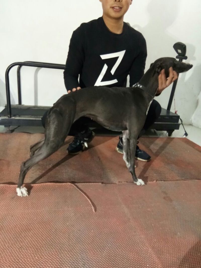 宠物狗格力犬，格惠，比特，马犬，杜宾，卡斯罗
