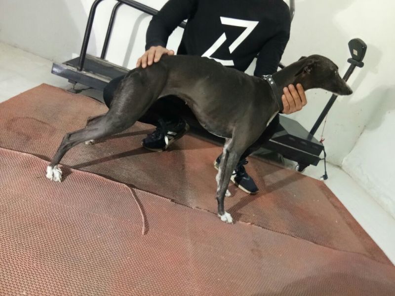 宠物狗格力犬，格惠，比特，马犬，杜宾，卡斯罗