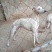 宠物狗格力犬，格惠，比特，马犬，杜宾，卡斯罗