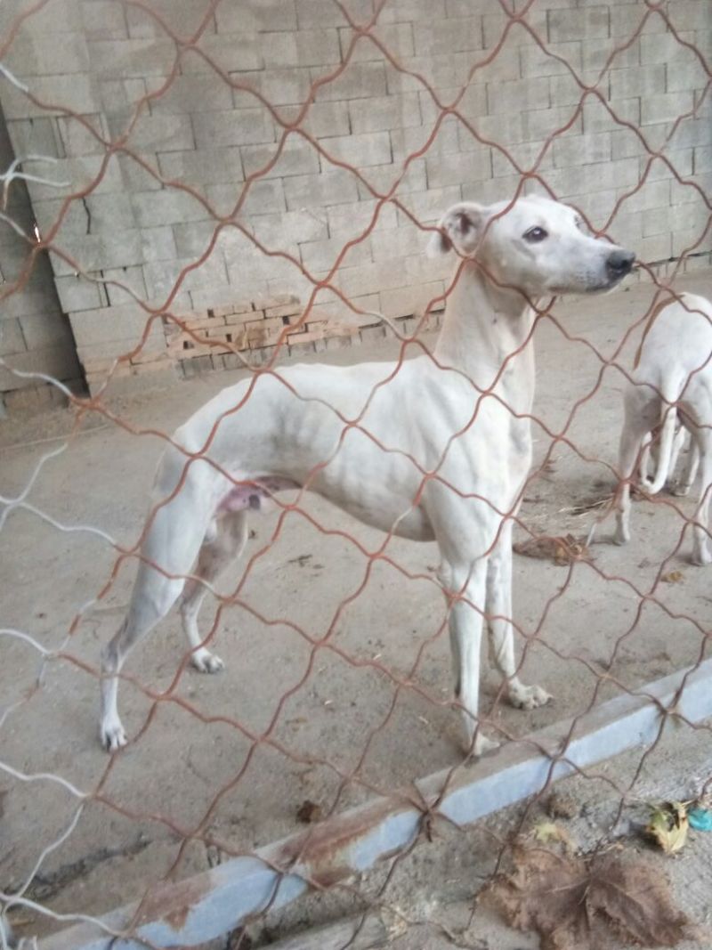 宠物狗格力犬，格惠，比特，马犬，杜宾，卡斯罗