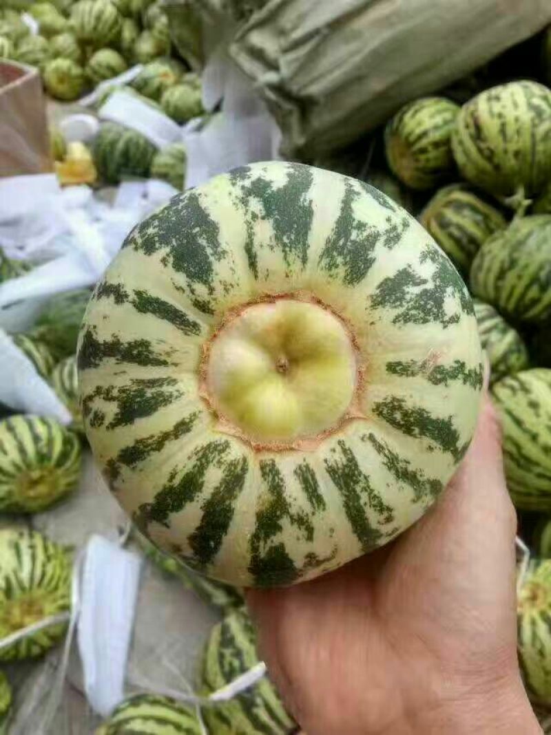 花蕾甜瓜精品1斤以上