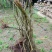 映山红树桩5~10cm