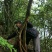 映山红树桩5~10cm