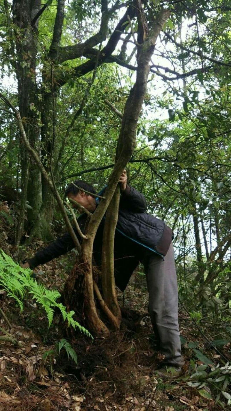 映山红树桩5~10cm