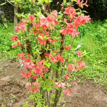 映山红树桩5~10cm