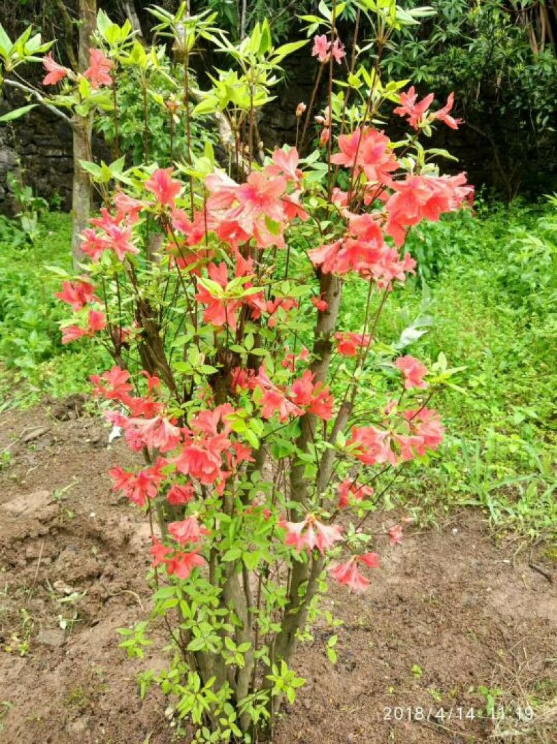 映山红树桩5~10cm