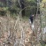 映山红树桩5~10cm