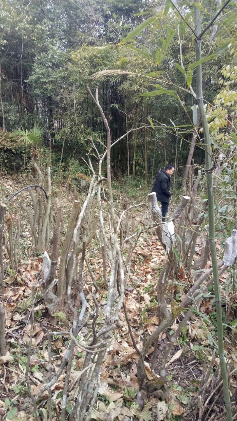 映山红树桩5~10cm
