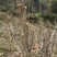 映山红树桩5~10cm