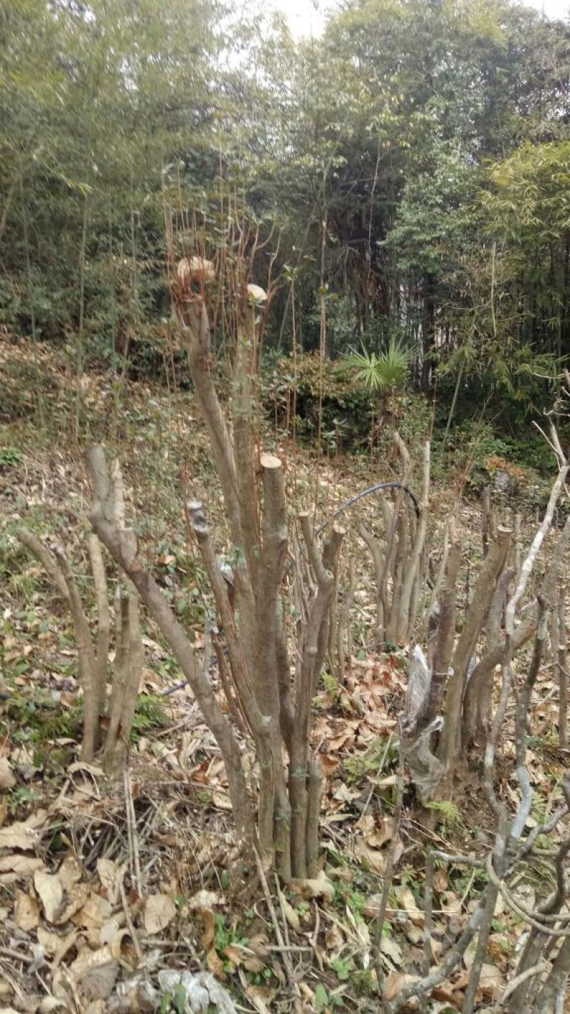 映山红树桩5~10cm