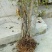 映山红树桩5~10cm