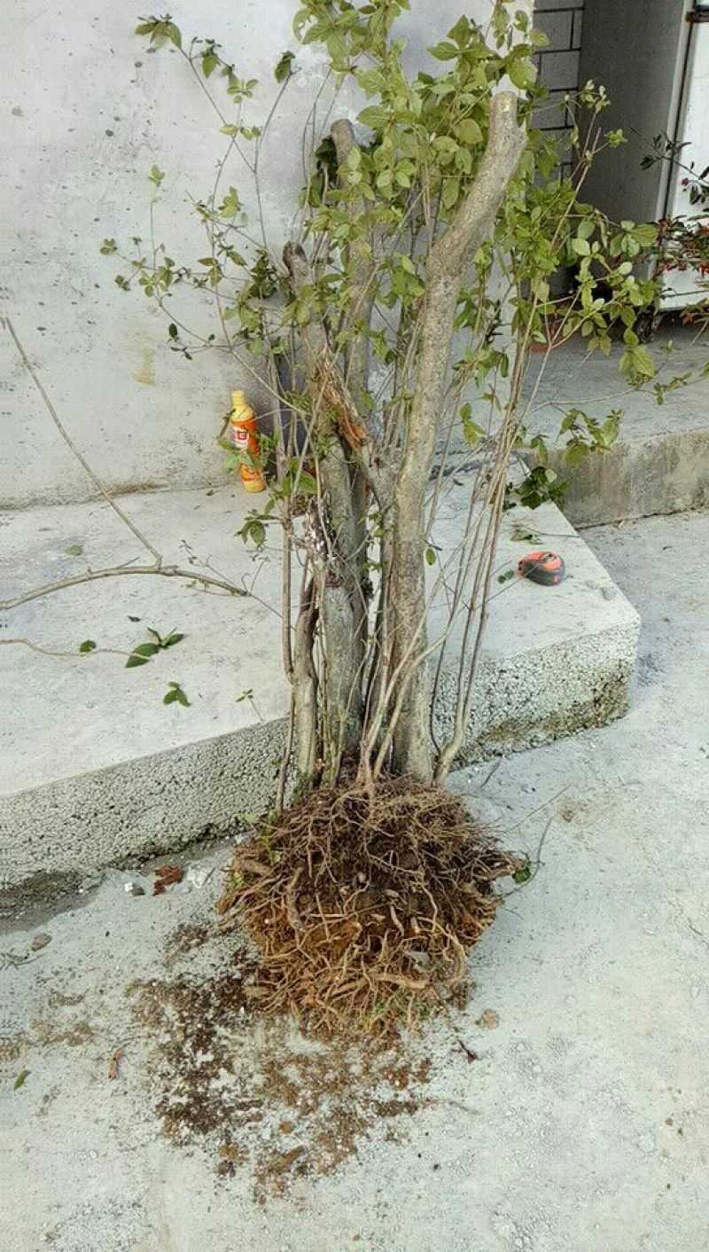 映山红树桩5~10cm