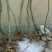 映山红树桩5~10cm