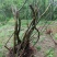 映山红树桩5~10cm