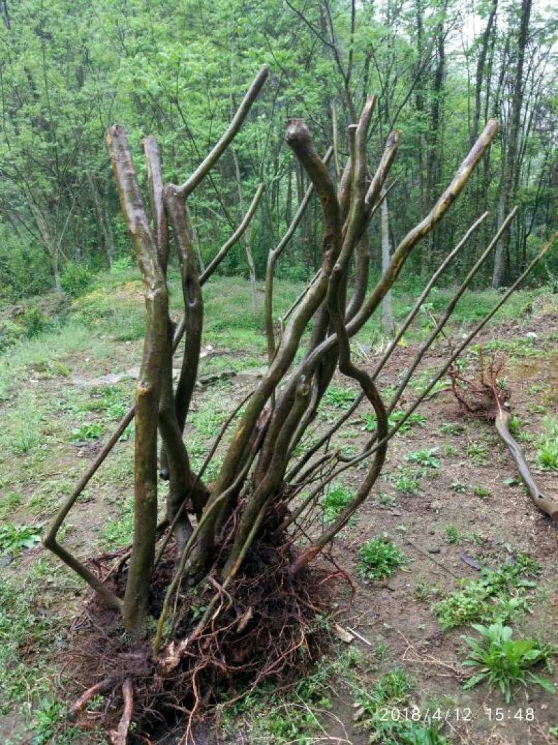 映山红树桩5~10cm