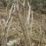 映山红树桩5~10cm
