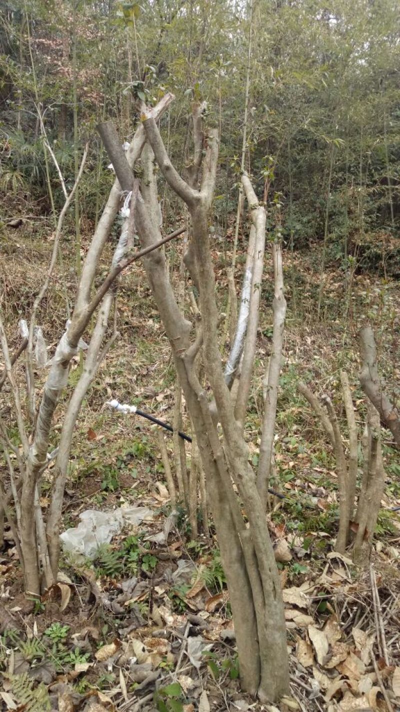 映山红树桩5~10cm