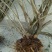 映山红树桩5~10cm