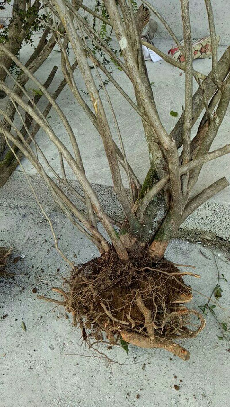 映山红树桩5~10cm