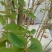 映山红树桩5~10cm