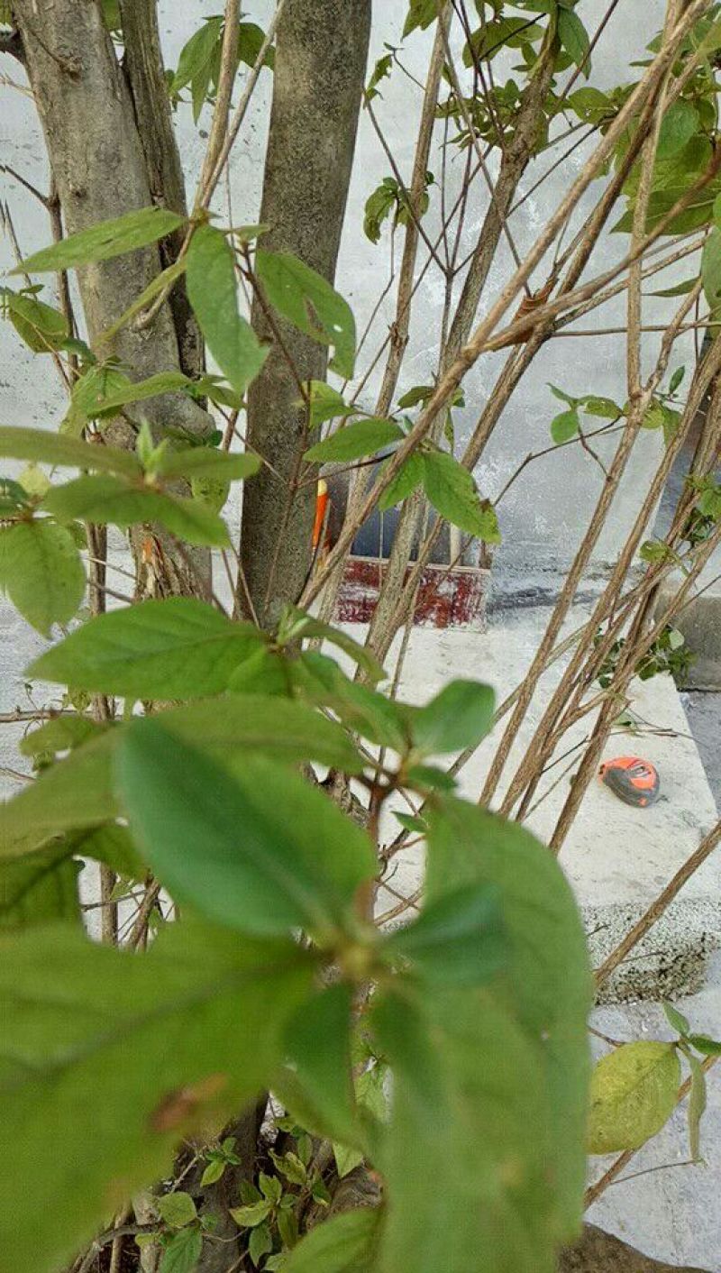 映山红树桩5~10cm