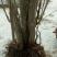 映山红树桩5~10cm