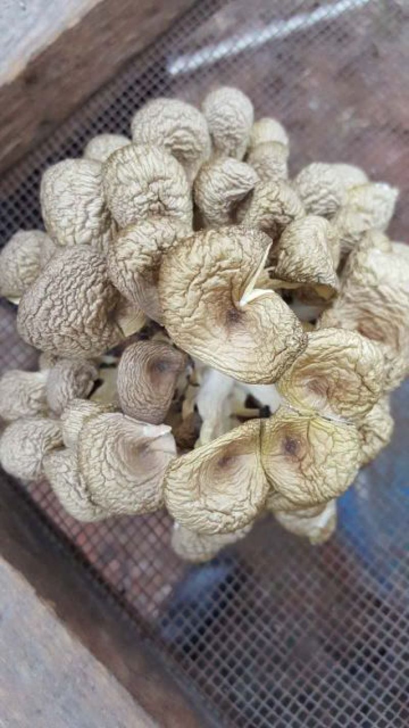 干平菇平菇干食用菌干蘑菇凤尾菇鲍鱼菇