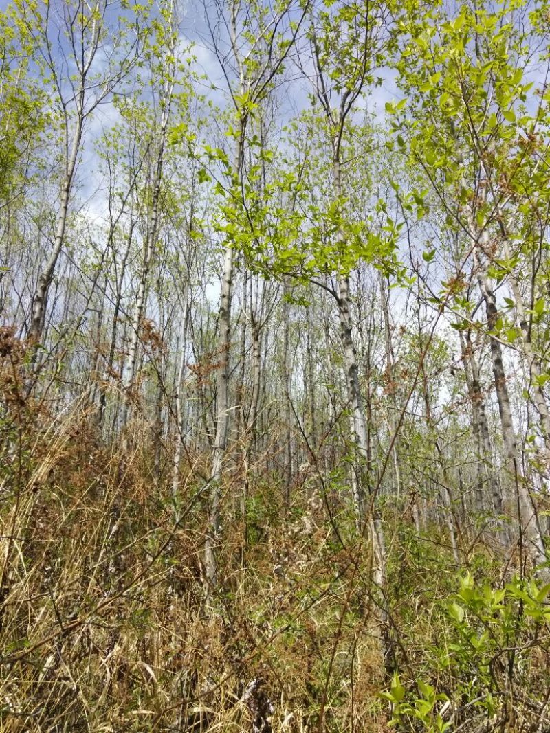 杜仲树6~8cm4~6cm4米以上现在全部低价出售