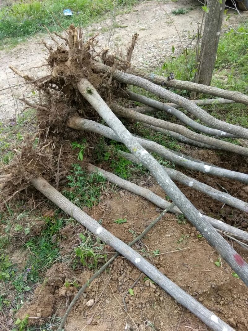 杜仲树6~8cm4~6cm4米以上现在全部低价出售