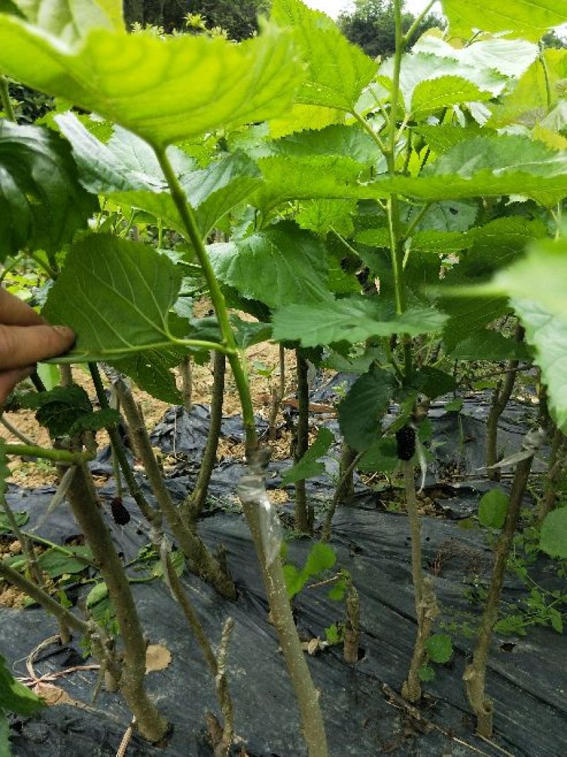 【正品】桑椹树苗，长果桑，大果桑