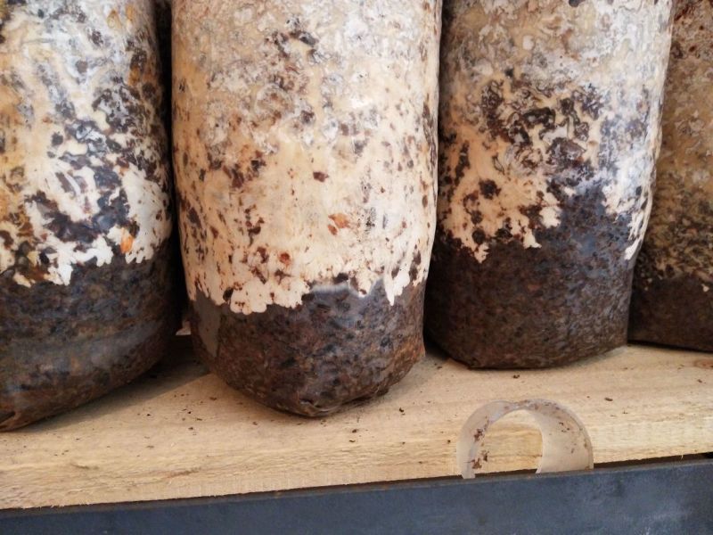 种天麻须用蜜环菌、不退菌不回菌、上菌快后劲十足