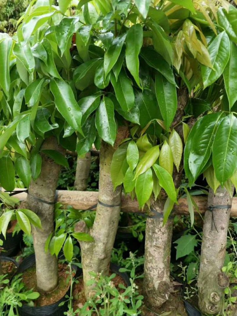 【精选】8公分左右荔枝桩头苗，荔枝高压苗，送货上门