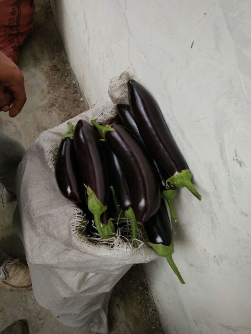 765长茄4两以上