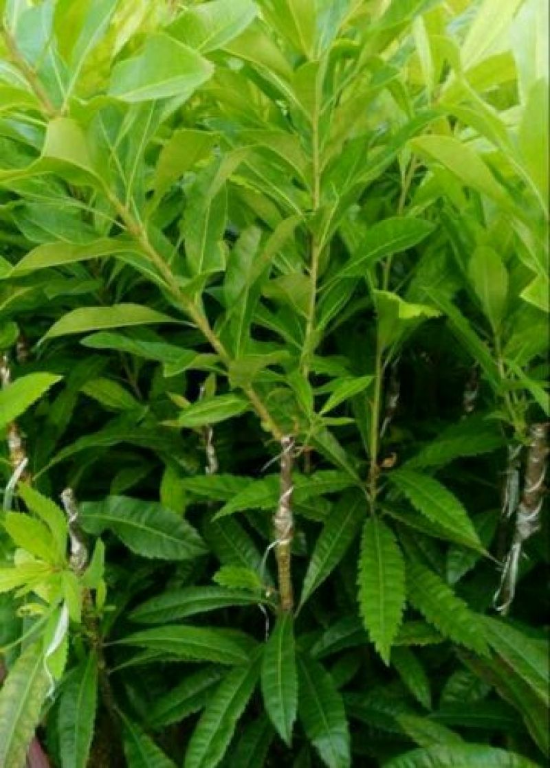 东魁杨梅嫁接苗，带营养杯苗带土发货，种植成活率好！