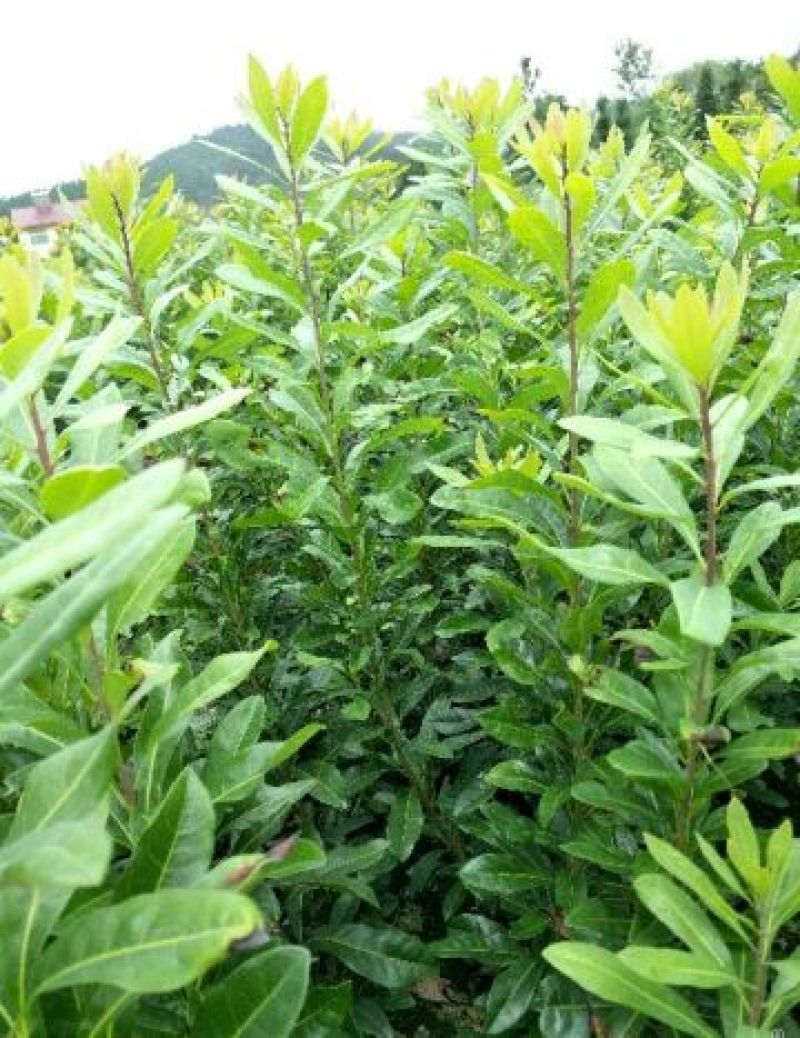 东魁杨梅嫁接苗，带营养杯苗带土发货，种植成活率好！