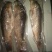 江鲤鱼食用1~2公斤
