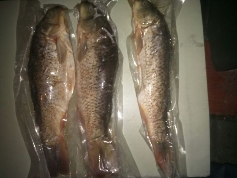 江鲤鱼食用1~2公斤