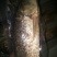 江鲤鱼食用1~2公斤