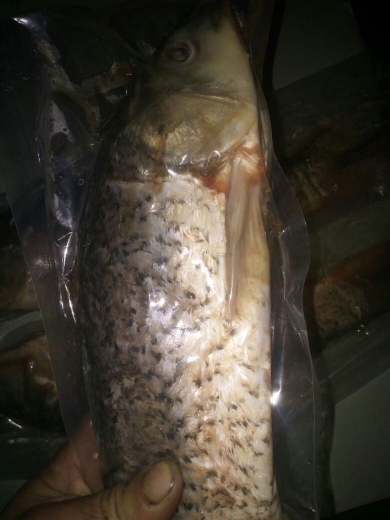 江鲤鱼食用1~2公斤