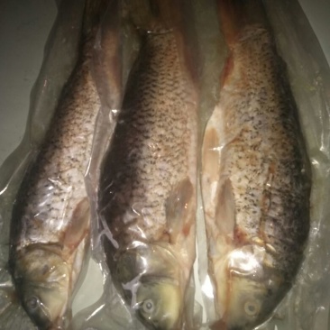 江鲤鱼食用1~2公斤