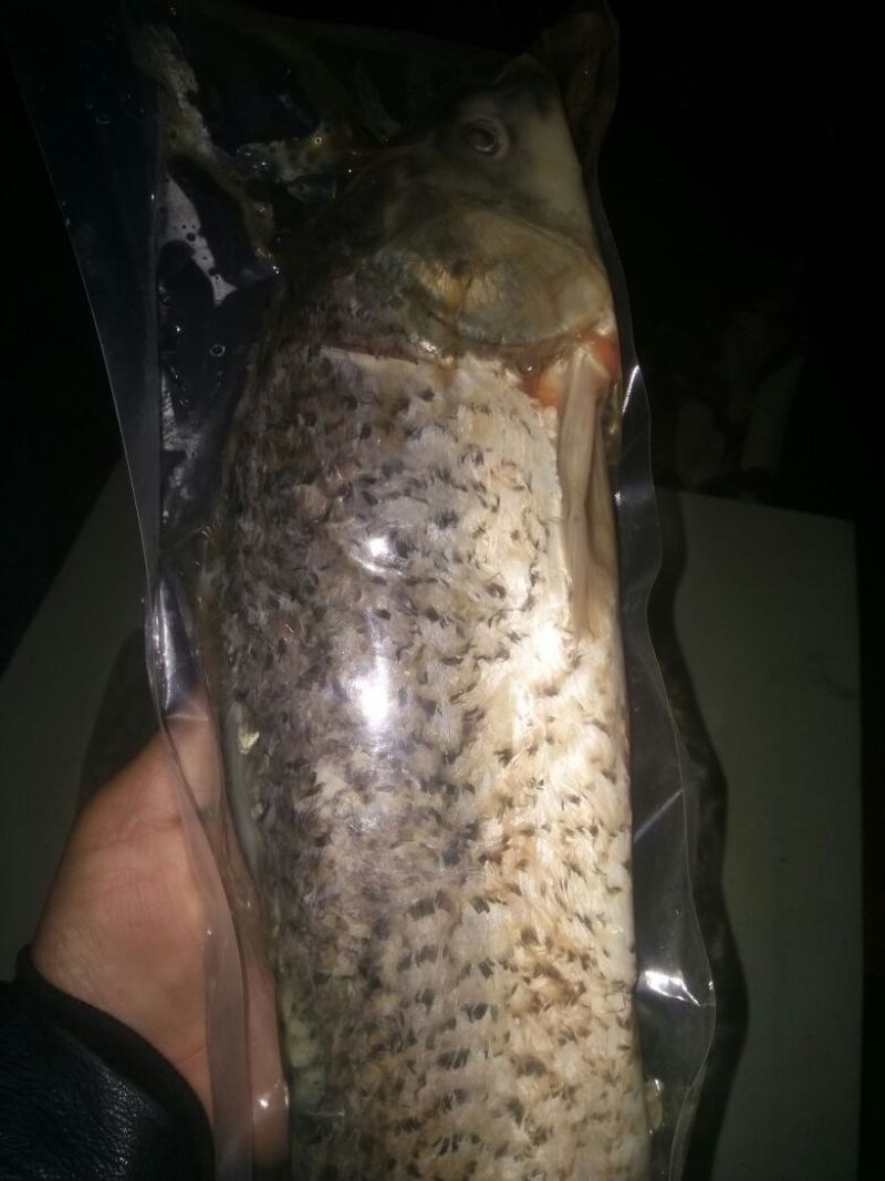 江鲤鱼食用1~2公斤