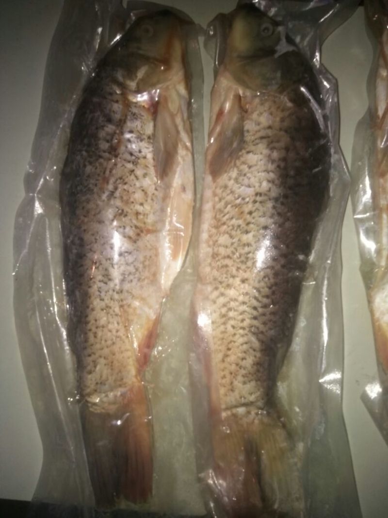 江鲤鱼食用1~2公斤