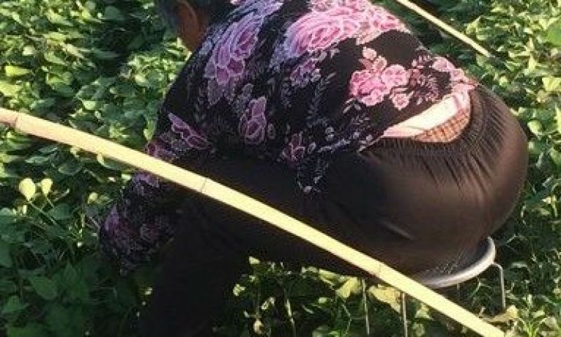 商薯19红薯苗供货量大，一手货源，提供技术指导，