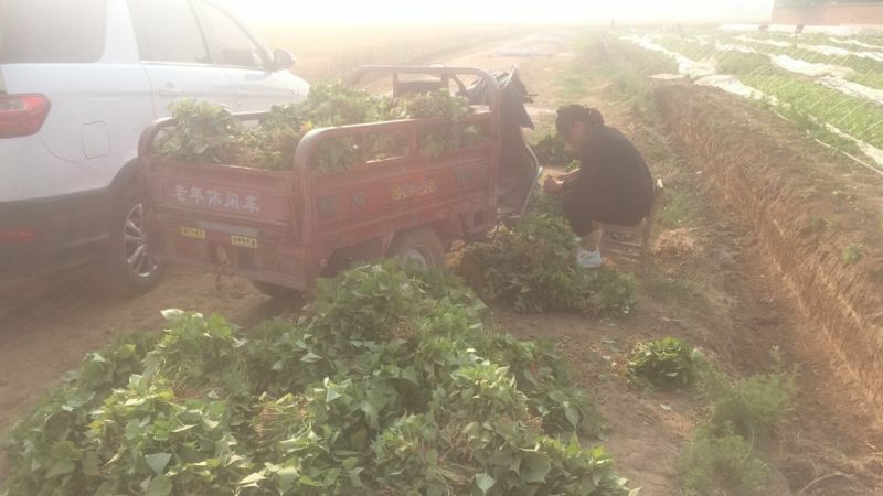 商薯19红薯苗供货量大，一手货源，提供技术指导，