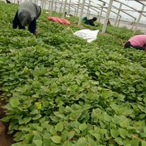 冠县红薯育苗基地大量预定，出售多种红薯苗，